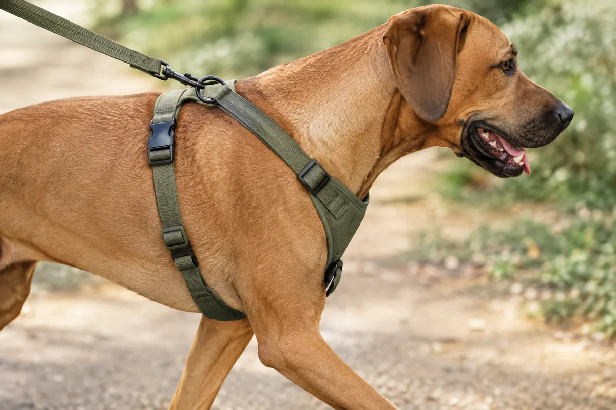 Grand chien en marche avec un harnais ajusté, sangles visibles autour du thorax et des épaules.
