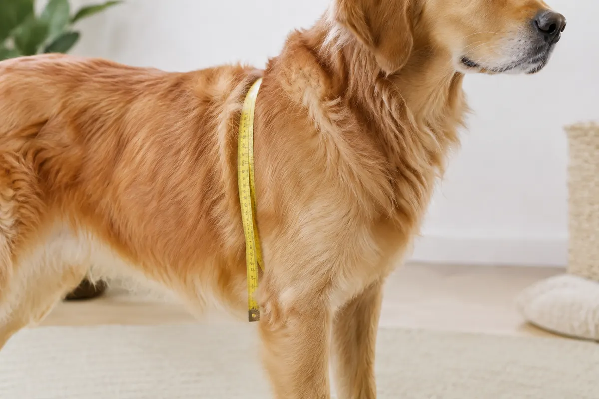 Mesure du tour de poitrail d’un chien avec un mètre ruban souple placé derrière ses pattes avant.